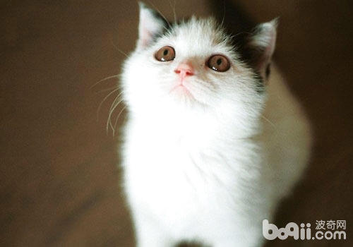 猫咪有哪些超本领？