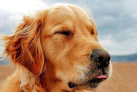 金毛犬猎犬怎么训练？金毛犬猎犬好训练吗？?(图1)