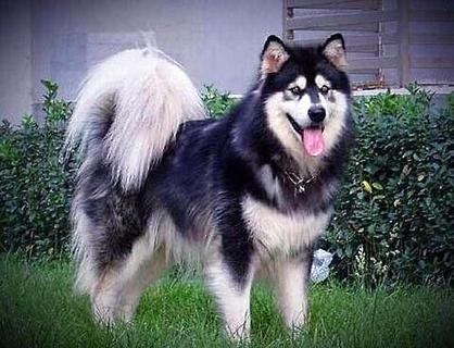 犬用训练球多大尺寸合适？如何训练狗狗捡球？(图1)