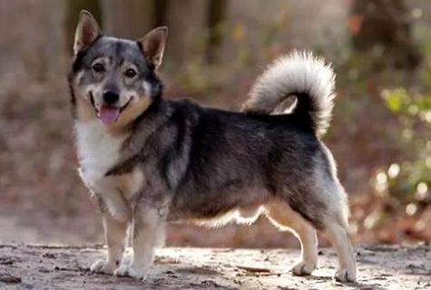 柯基犬的服从性训练方法？(图2)