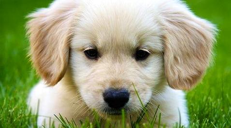 大师了解一只金毛幼犬几钱吗？  