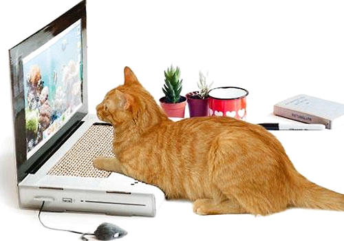猫咪的高科技玩具备哪些？