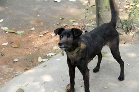 得了狂犬病的狗不妨活多久呢？
