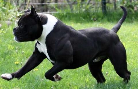 小斗牛犬几钱一只？由这些要素决断！ 
