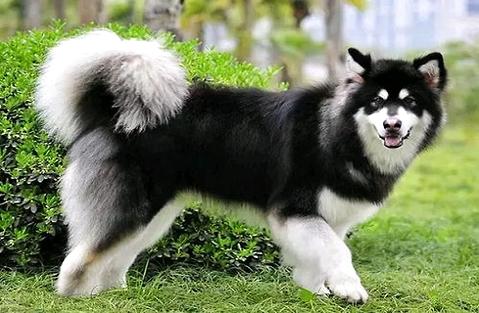 阿拉斯加幼犬几钱？怎样豢养阿拉斯加？