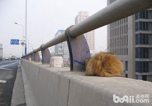 高架猫领养，闭心弱势动物救帮