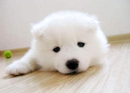 不知道怎么训练可卡犬巡回？小编来教你！(图1)