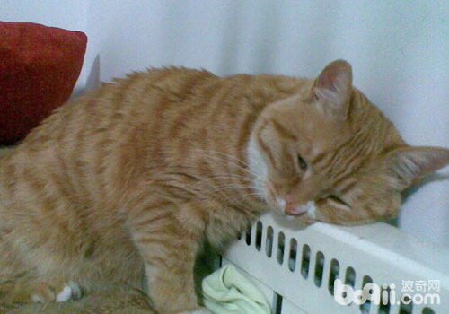 猫咪爱趴暖气也有坏处？