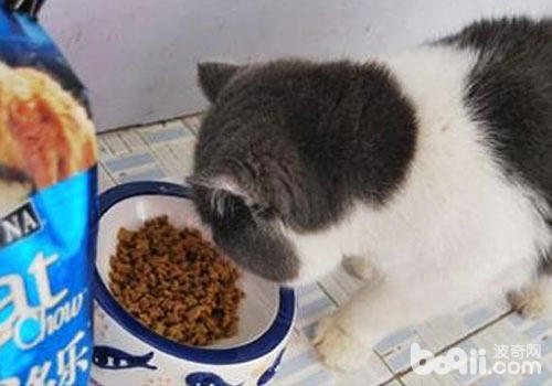 猫咪必需吃猫粮？