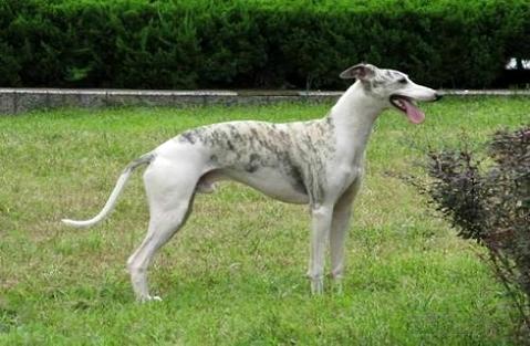 买了只比特怎样训练？四种方法让你的比特犬威猛强壮！(图2)