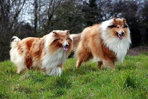 苏格兰牧羊犬几钱？佳养吗？