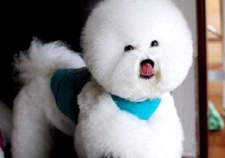 如何训练可爱的成年比熊犬，看完你一定了解(图1)