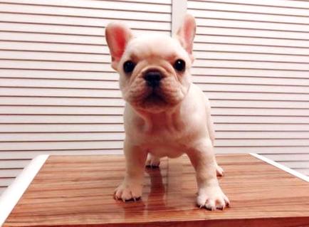 法国斗牛犬好养吗？饲养过程中要注意哪些问题？(图1)