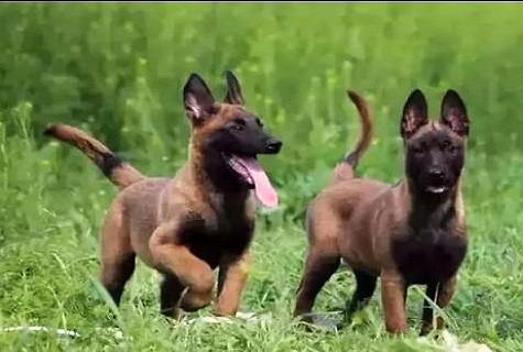 “马犬智商排第几名”?它们的智商和人类几岁相称？ 