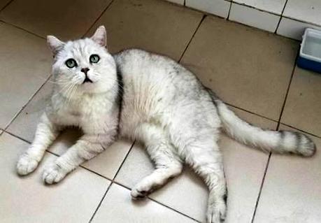 小猫太过调皮了，怎么办呢？(图2)