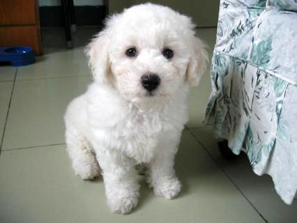 “比熊犬几钱一只”， 普遍家庭不妨接受吗？ 