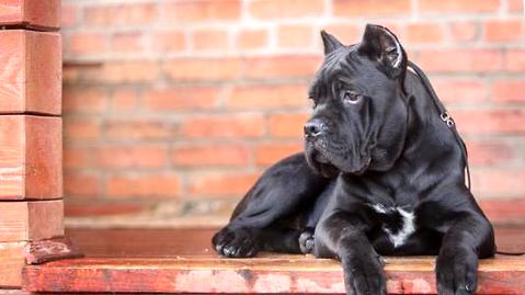 卡斯罗犬智商排名是多少？卡斯罗犬贵吗？(图1)