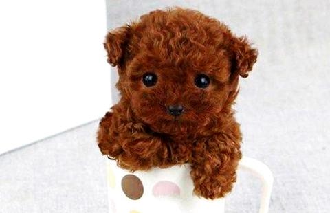 怎样训练泰迪狗听话？为什么养泰迪犬的人越来越多了？(图1)