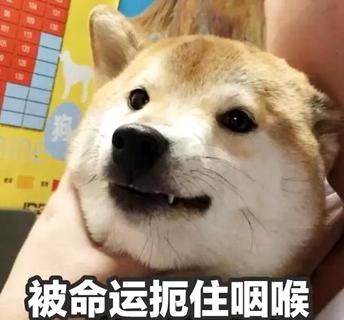 公狗绝育有哪些用处和缺点？