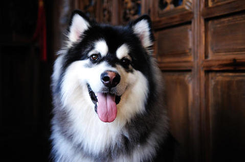 商场上的阿拉斯加犬几钱一只？