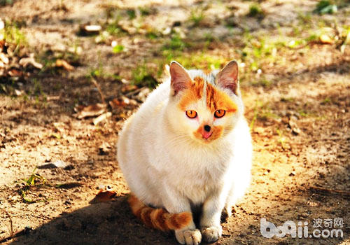 猫咪日：固然文明不共，然而咱们都爱猫