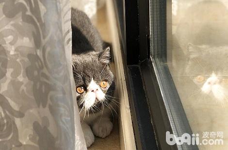 怎样才华让猫咪养成良佳的习气？
