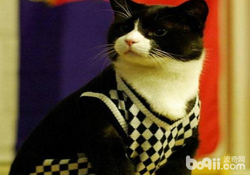 颜值爆表：猫咪也不妨很有气质
