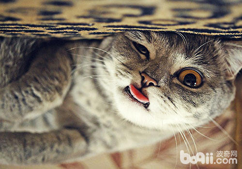 伸舌头卖萌可没有是狗狗的博利！猫咪也有！