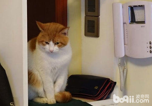 猫咪也通人情？