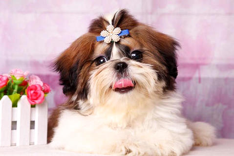 西施犬几钱一只？怎么样举行豢养？