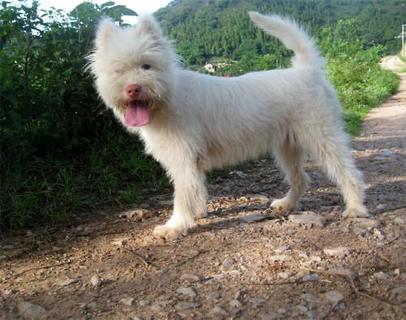 怎么训练小下司猎犬，它才会听话？(图1)
