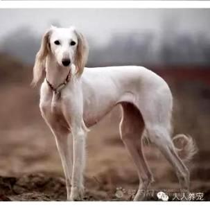 细犬和灵缇有什么区别？仔细辨别一下(图1)