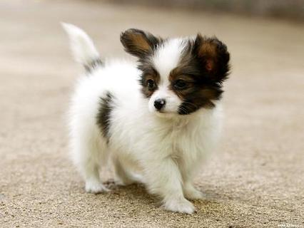 蝴蝶犬几钱一只？吻合你的情绪价位吗？ 