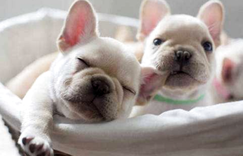 法国斗牛犬好养吗？饲养过程中要注意哪些问题？(图2)