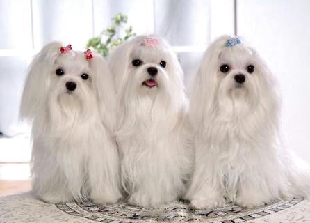 马尔济斯犬几钱？为什么养它们的人不多？ 