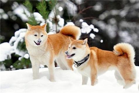 柴犬吃什么样的狗粮闭于它比拟佳？