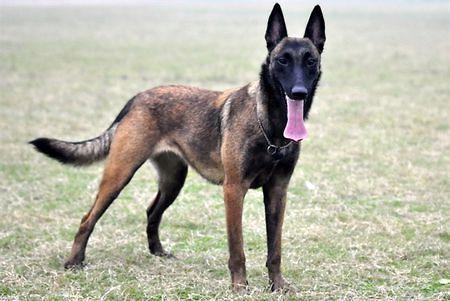 一窝马犬怎么挑选好的？这样的方法非常有效(图1)