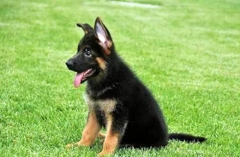 纯种德国牧羊犬价格?哪些因素影响价格？(图2)