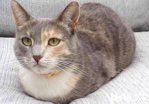 模样感动：猫咪为什么喜好蹲着？