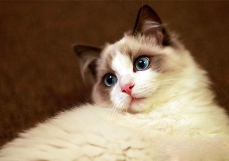 怎么训练猫咪收爪子？(图1)