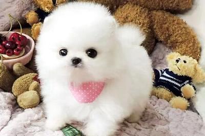 专美犬几钱一只，起码要这个数 