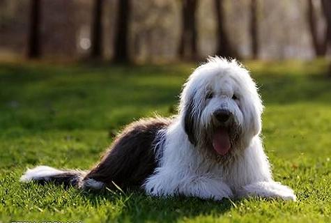 古牧犬几钱一只？最新古牧价钱炽热出炉！