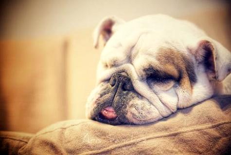 患狂犬病有哪些症状，会学狗叫吗(图2)