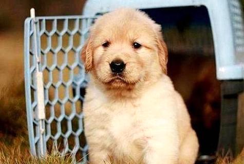 大师了解一只金毛幼犬几钱吗？  