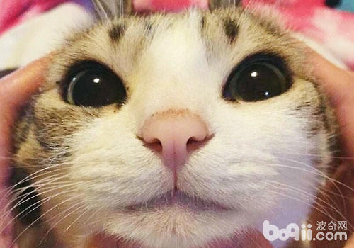 姚朝襟怀猫咪，为什么明星都爱猫？