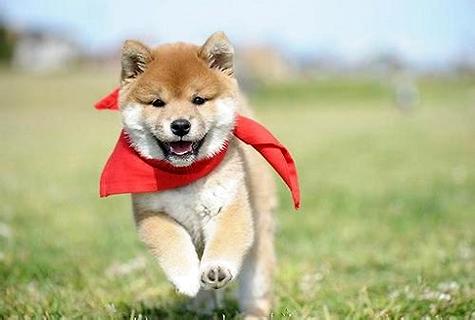 你了解吗？柴犬和秋田犬有着显著的辨别！