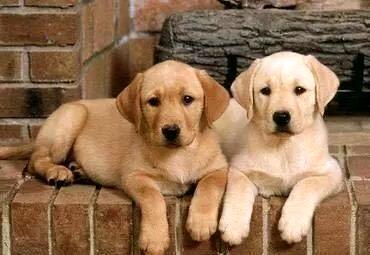 拉布拉多幼犬多少钱？好养吗？(图1)