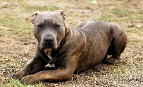 买了只比特怎样训练？四种方法让你的比特犬威猛强壮！(图2)