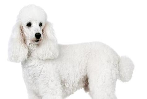 怎样训练贵宾犬大便？三步走解决难题！(图1)