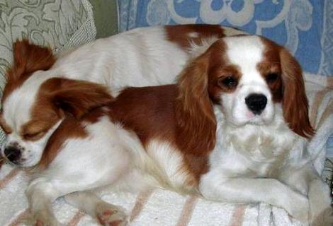 猎犬几个月开始训练？如何训练猎犬？(图1)